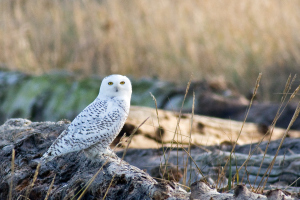 Snowy Owl